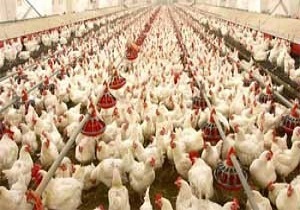 نبود بیماری های حاد تنفسی طیور در اردبیل