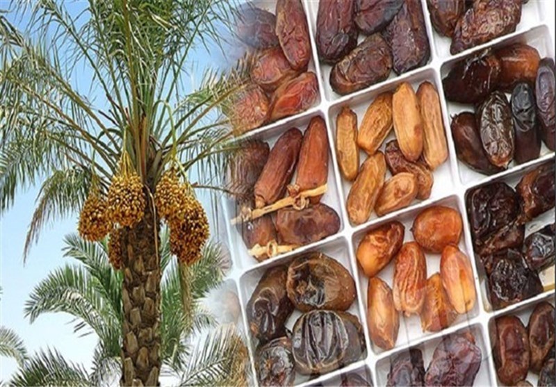 صنایع بسته بندی خرما در استان بوشهر مورد حمایت قرار بگیرد