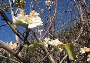 شکوفه زدن برخی درختان میوه در مشگین شهر