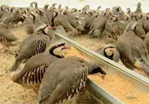 فعالیت واحد پرورش کبک در شهرستان ازنا