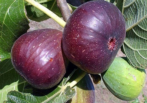 بحران آب در قطب انجیر سیاه ایران؛ اما و اگر&zwnj;های حیات دوباره باغات پلدختر