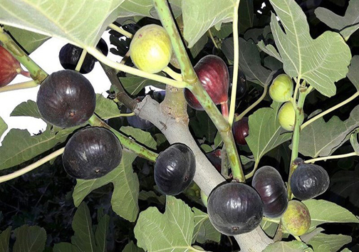 بحران آب در قطب انجیر سیاه ایران؛ اما و اگر&zwnj;های حیات دوباره باغات پلدختر