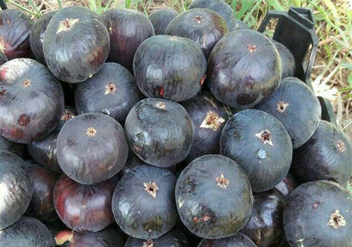 بحران آب در قطب انجیر سیاه ایران؛ اما و اگر&zwnj;های حیات دوباره باغات پلدختر