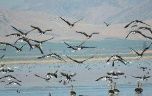 سرشماری پرندگان در تالاب میانگران ایذه