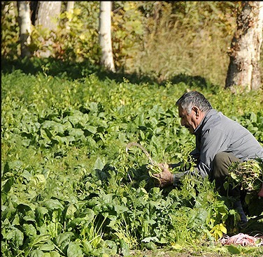سبزی خوردنی و خورشتی دشت آزادگان در راه بازار