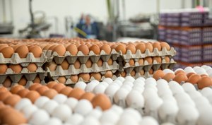 تخم مرغ کیلویی چند؟