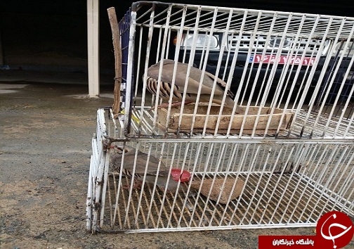 دستگیری شکارچی غیرمجاز در روانسر