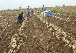 پیش بینی تولید بیش از 60 هزار تن ریشه چغندر قند در استان اردبیل