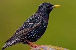لحظه پرواز شگفت انگیز و زیبای سارها در آسمان