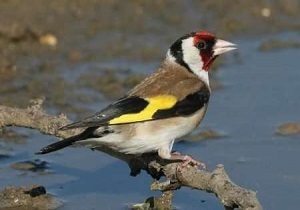 دستگیری شکارچی غیرمجاز پرندگان سهره طلایی در بیله سوار