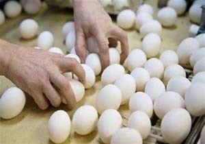 کاهش ۳۰ درصدی قیمت تخم&zwnj;مرغ در همدان