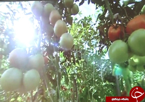 کاهش مصرف آب با گسترش گلخانه&zwnj;ها /وجود ۸۲ هکتار طرح گلخانه در لرستان + تصاویر