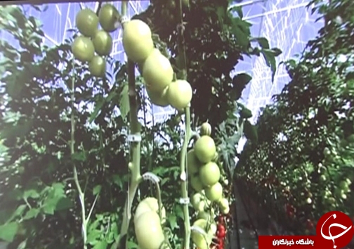 کاهش مصرف آب با گسترش گلخانه&zwnj;ها /وجود ۸۲ هکتار طرح گلخانه در لرستان + تصاویر