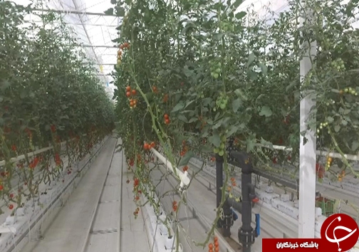 کاهش مصرف آب با گسترش گلخانه&zwnj;ها /وجود ۸۲ هکتار طرح گلخانه در لرستان + تصاویر