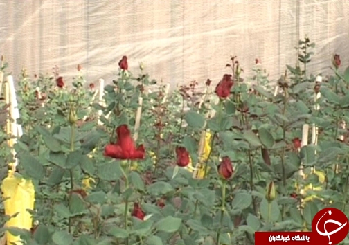 کاهش مصرف آب با گسترش گلخانه&zwnj;ها /وجود ۸۲ هکتار طرح گلخانه در لرستان + تصاویر