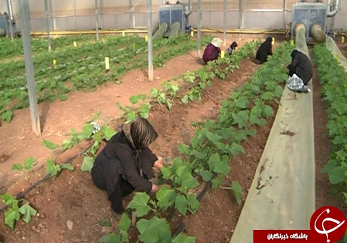 کاهش مصرف آب با گسترش گلخانه&zwnj;ها /وجود ۸۲ هکتار طرح گلخانه در لرستان + تصاویر