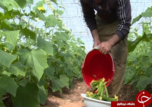کاهش مصرف آب با گسترش گلخانه&zwnj;ها /وجود ۸۲ هکتار طرح گلخانه در لرستان + تصاویر
