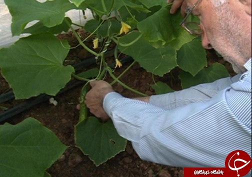 کاهش مصرف آب با گسترش گلخانه&zwnj;ها /وجود ۸۲ هکتار طرح گلخانه در لرستان + تصاویر