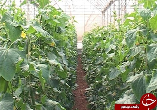 کاهش مصرف آب با گسترش گلخانه&zwnj;ها /وجود ۸۲ هکتار طرح گلخانه در لرستان + تصاویر
