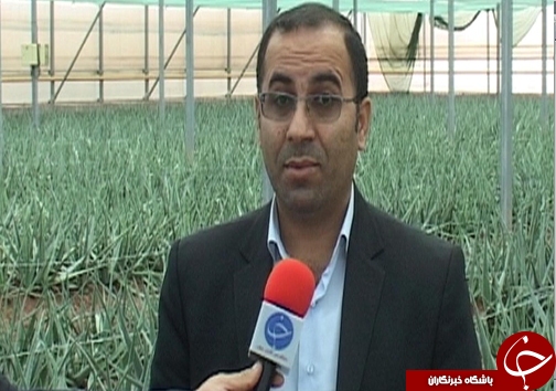 کاهش مصرف آب با گسترش گلخانه&zwnj;ها /وجود ۸۲ هکتار طرح گلخانه در لرستان + تصاویر