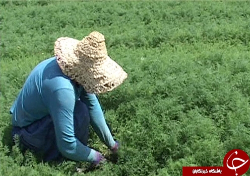 کاهش مصرف آب با گسترش گلخانه&zwnj;ها /وجود ۸۲ هکتار طرح گلخانه در لرستان + تصاویر