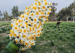 خوزستان؛ قطب تولید سبزی در کشور + فیلم