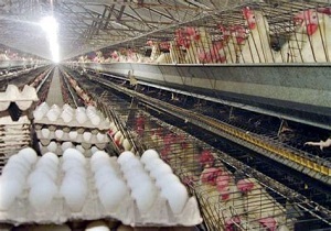 فعالیت بیش از 700 واحد مرغداری در خراسان جنوبی