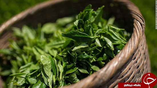 بهترین روش استفاده از چای سبز در کاهش وزن