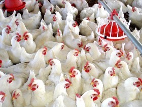 فروش مرغ با حداکثر 400 تومان سود برای فروشنده