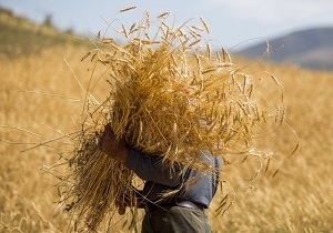 اعتبار لازم خرید تضمینی گندم در بودجه سال آینده دیده شود/ ادامه دار شدن سیاست خرید تضمینی گندم در سال زراعی آینده