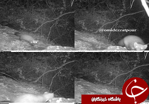 ‍ مشاهده سمور سنگی در الموت غربی