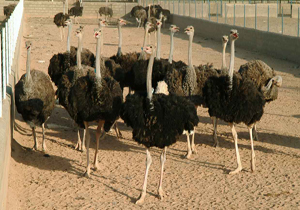 فعالیت ۱۲ واحد صنعتی پرورش شترمرغ در لرستان