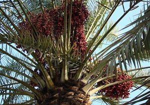 مبارزه با آفت لکه برگی خرما در بستک با خرید سمپاش