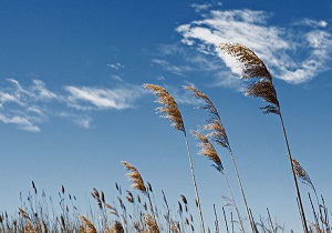 پیش بینی وزش باد در استان قزوین