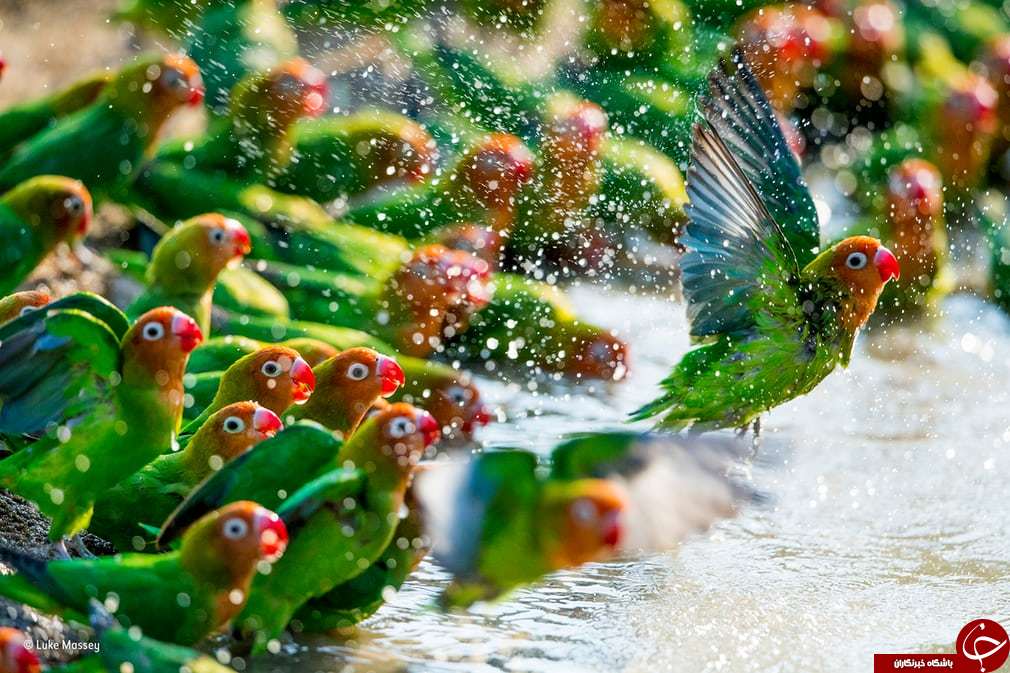 ۲۰ عکس برگزیده و حیرت انگیز از حیات وحش در سال ۲۰۱۸