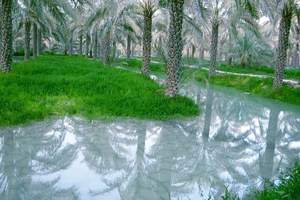 طرح اصلاح شیوه آبیاری نخیلات آبپخش افتتاح می&zwnj;شود