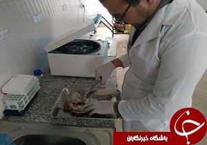 کالبدگشایی یک بهله شاهین در شبکه دامپزشکی خوسف