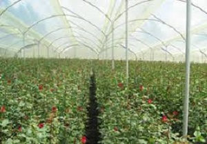 توسعه واحدهای گلخانه ای در استان اردبیل