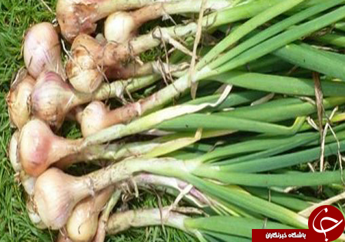 موسیر گیاهی با قابلیت کشت در اراضی کم بازده لرستان/به صداردرآمدن زنگ خطر برداشت بی رویه موسیر+تصاویر