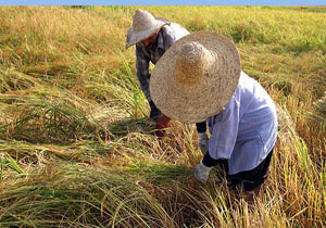 تامین برنج ۲۵ میلیون ایرانی در مازندران/برنج‌ های تولیدی مازندران آلوده نیست