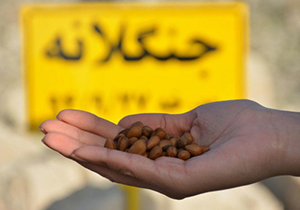 اجرای طرح جنگلانه در جهرم