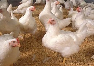 هیچ موردی از آنفلوآنزای فوق حاد پرندگان در استان مشاهده نشده است