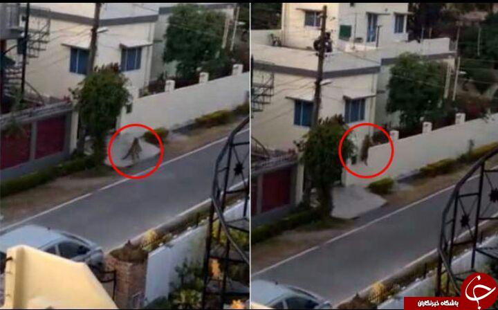 وحشت زن خانه دار از ورود ناگهانی یک ببر به خانه اش + فیلم////////////////////////////////