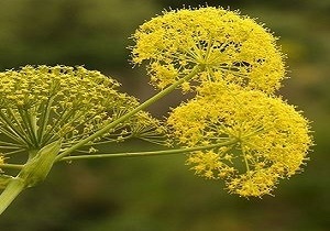 کشت باریجه در اراضی شهرستان مهدیشهر