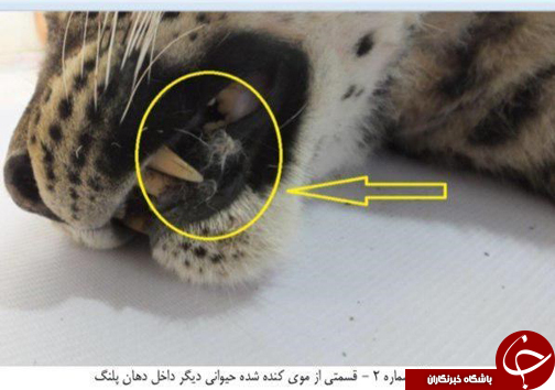 علت مرگ 