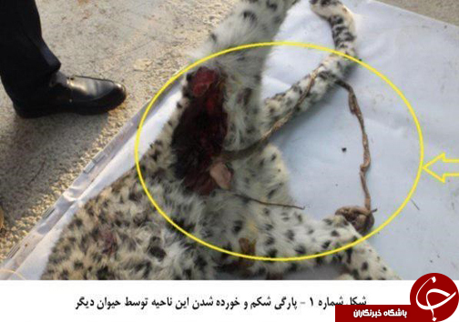 علت مرگ 