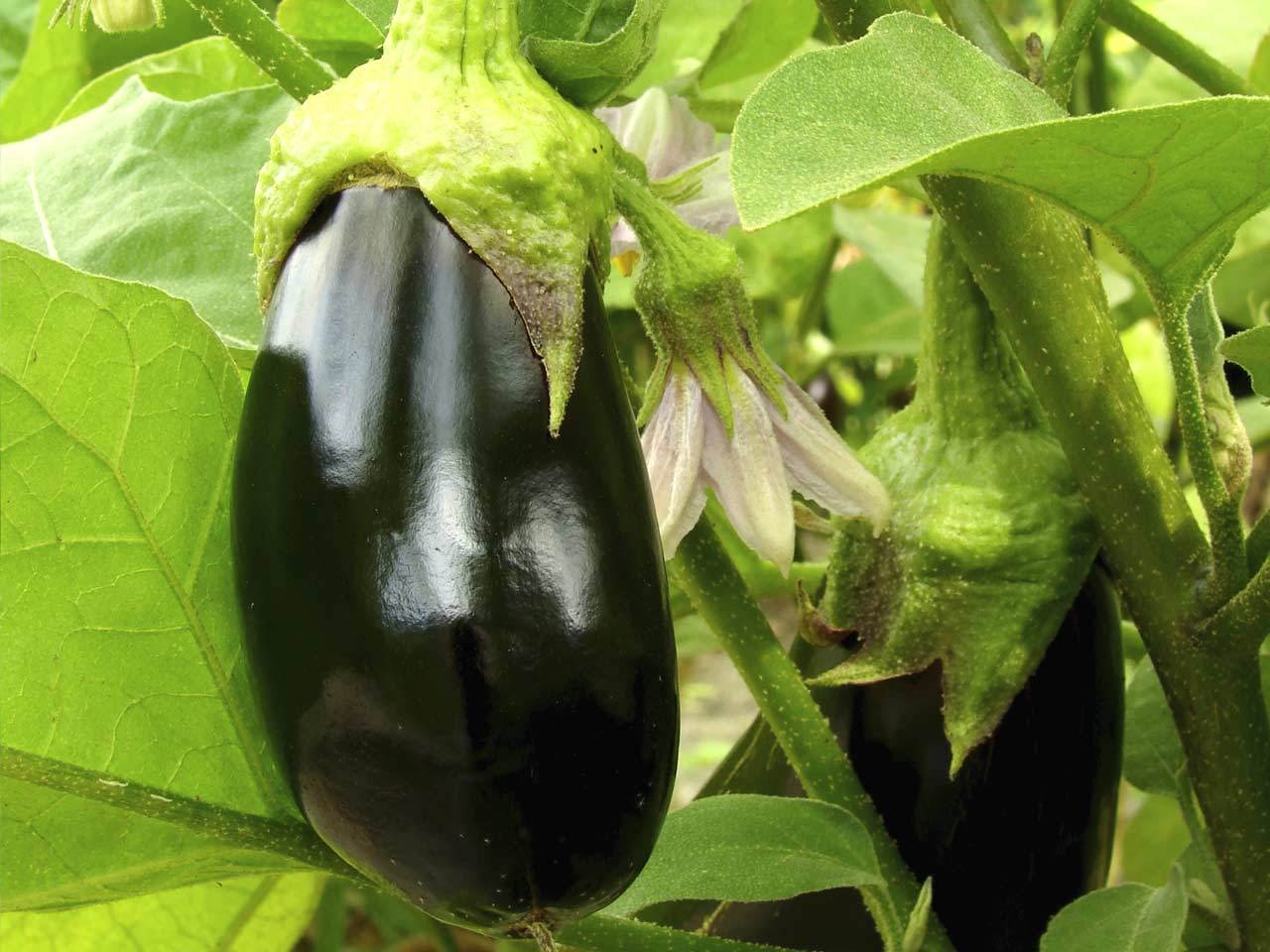 کاهش کشت بادمجان و باقلا در شوش