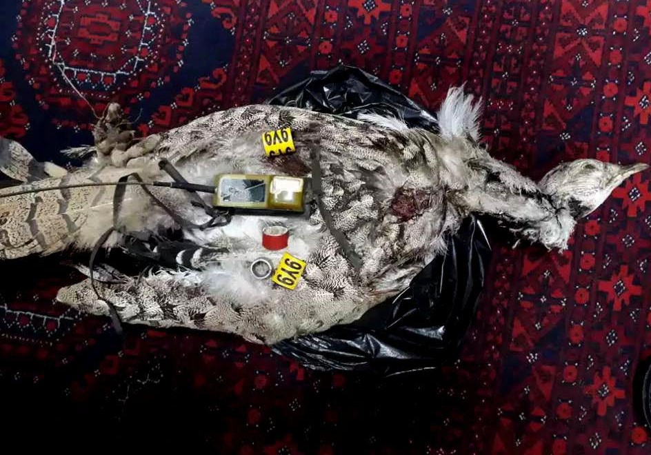 شکار پرنده مجهز به دستگاه جاسوسی در ولایت هرات
