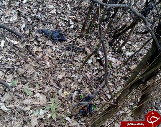 پخته شدن صد&zwnj;ها خفاش در استرالیا بر اثر گرمای شدید هوا! + تصاویر