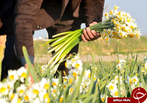 پیچیدن عطر نرگس در مازندران